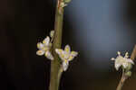 Florida beargrass